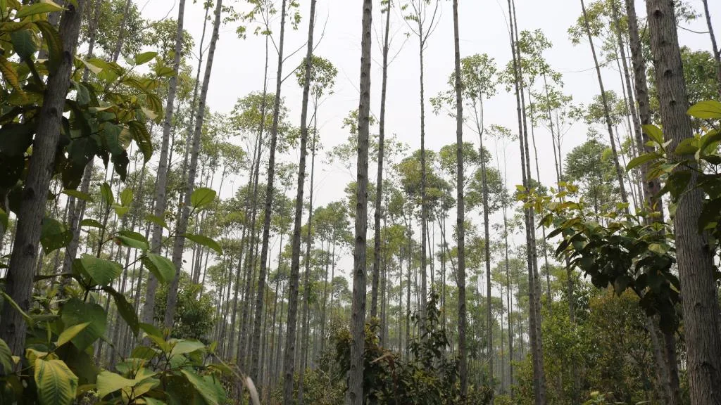 Project Brújula Verde: native plants growing under planted trees